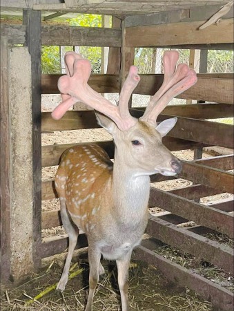 Nhung hươu Hương Sơn