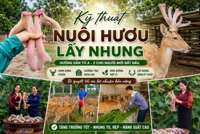 Kỹ thuật nuôi hươu lấy nhung từ A-Z cho người mới bắt đầu