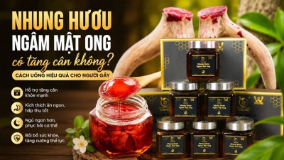 Nhung hươu ngâm mật ong có tăng cân không? Cách dùng hiệu quả cho người gầy