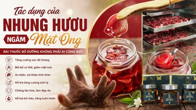 7 tác dụng thần kỳ của nhung hươu ngâm mật ong