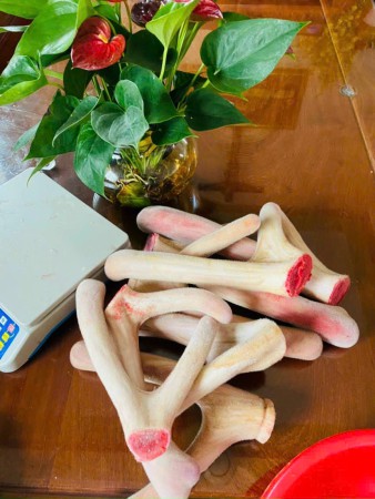 Nhung hươu tươi Hương Sơn