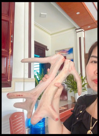 Nhung hươu tươi Hương Sơn