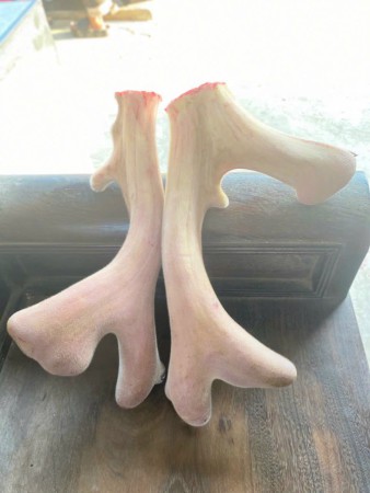 Nhung hươu tươi Hương Sơn