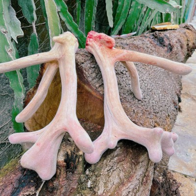 Nhung hươu tươi Hương Sơn