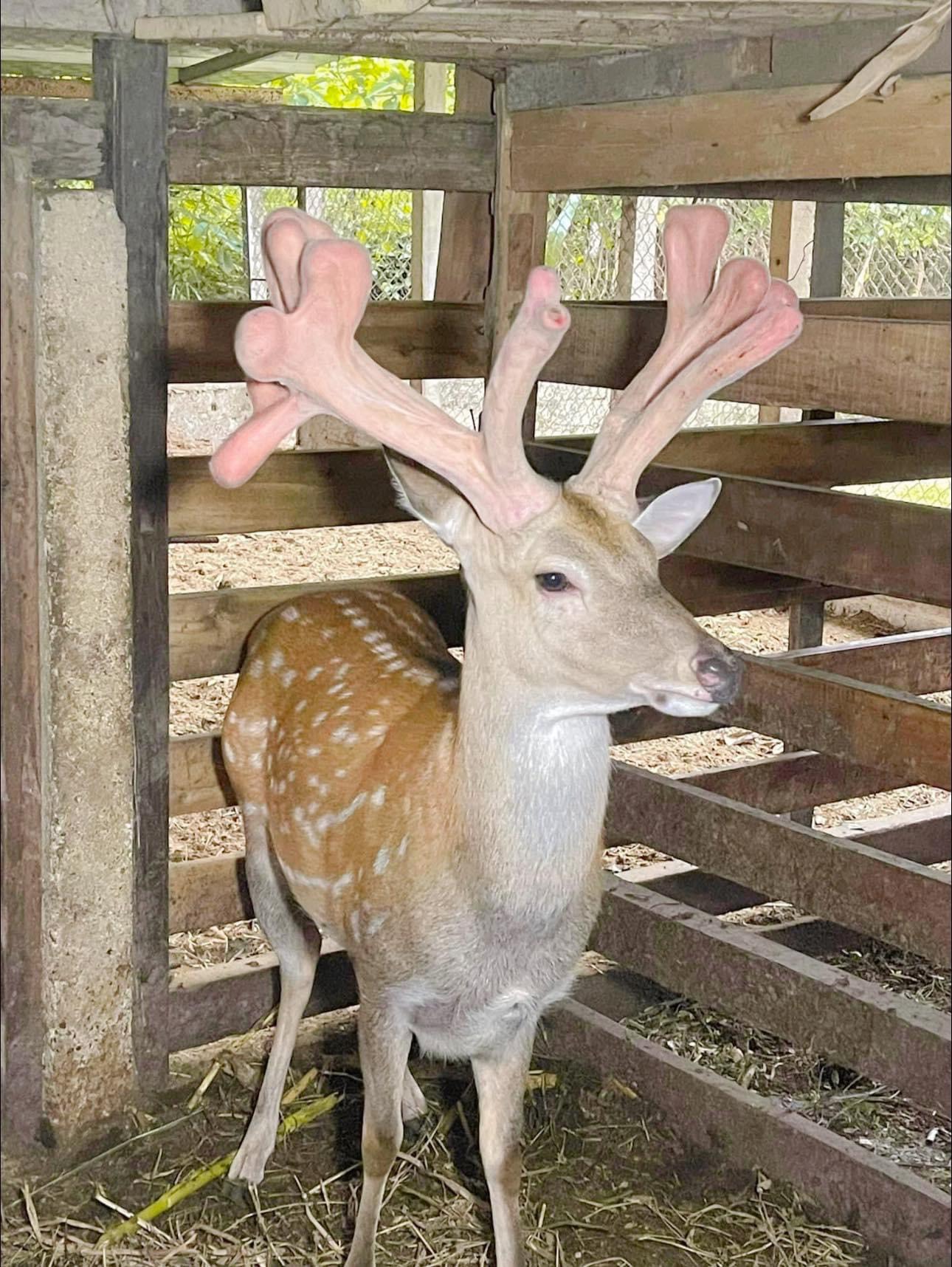 Nhung hươu Hương Sơn