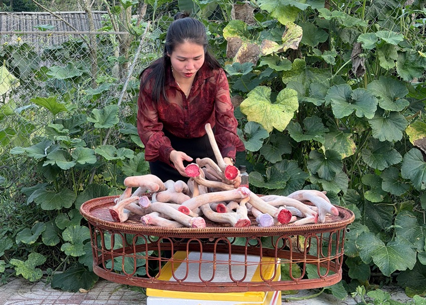 cong dung cua nhung huou voi phu nu