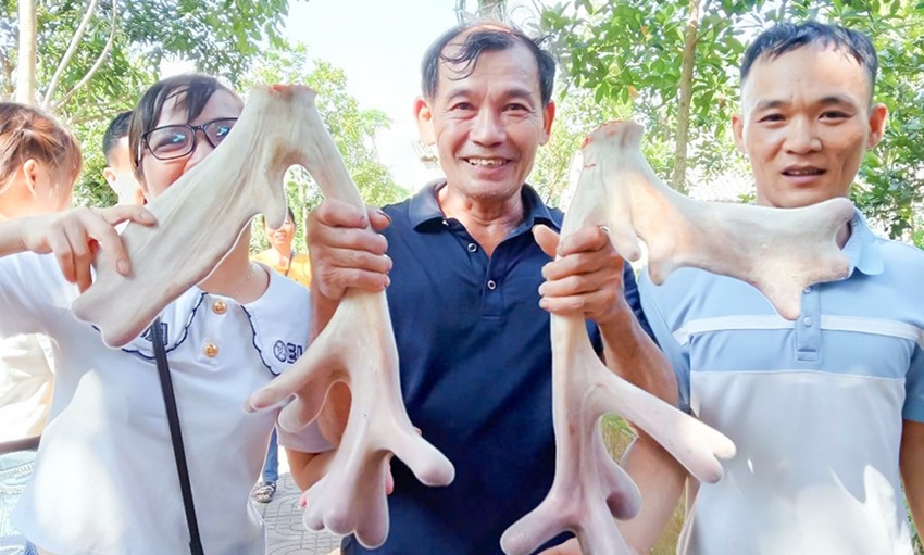 ky thuat nuoi huou sao lay nhung