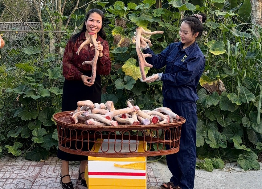 nhung huou tuoi huong son gia bao nhieu 1kg