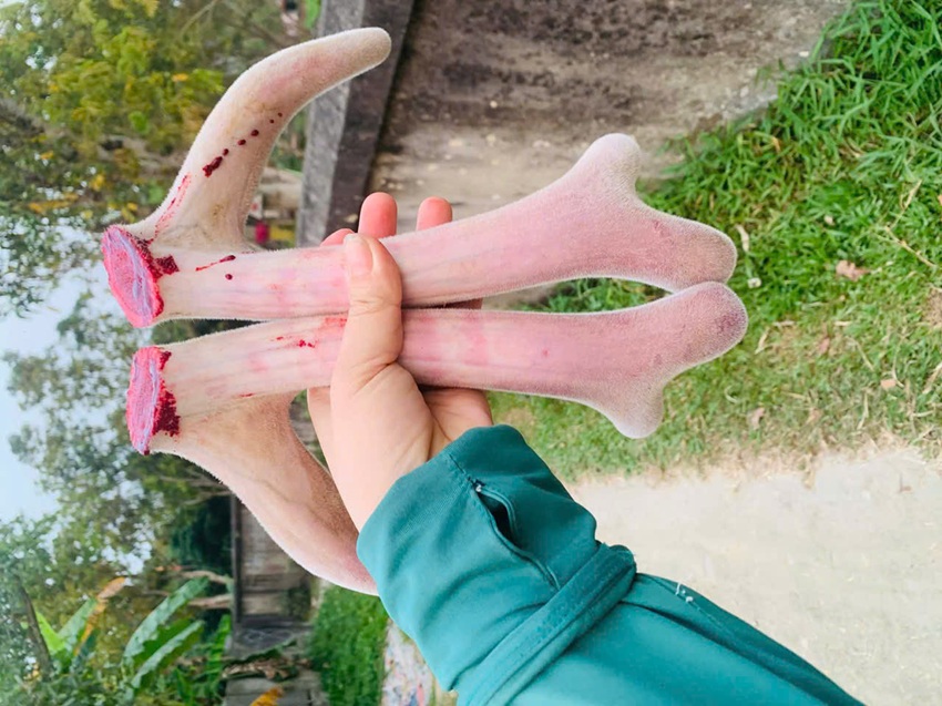 nhung huou tuoi huong son gia bao nhieu hien nay