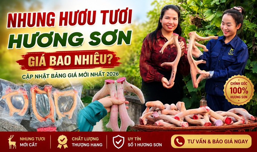 nhung huou tuoi huong son gia bao nhieu